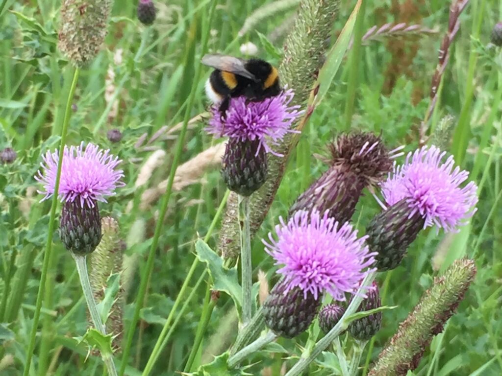 A close-up of a  bumble bee sitting on a purple thistle in a green field.