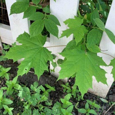 Maple leaves grow through a white picket fence