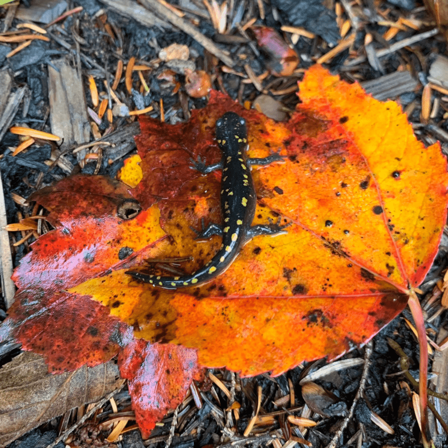 A tiny black salamander with yellow spots sits on an amber coloured leaf which is lying on the ground.